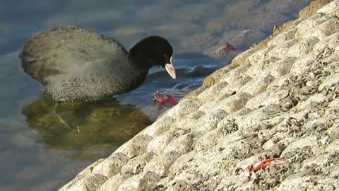 Eurasian Coot eating a crayfish【Wild bird】