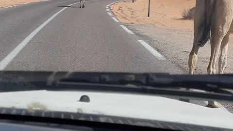 Camel and desert