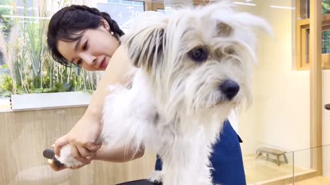 Dog salon in south korea / Seeing the same place together. #animal #dog #animalvideo #dogvideos