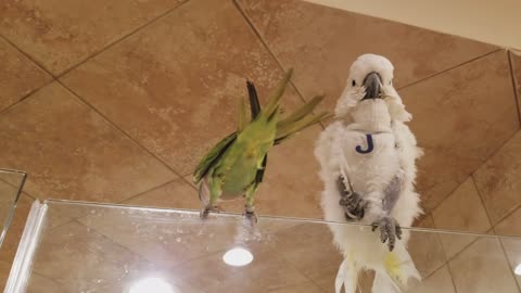 Beautiful parrots are enjoying together