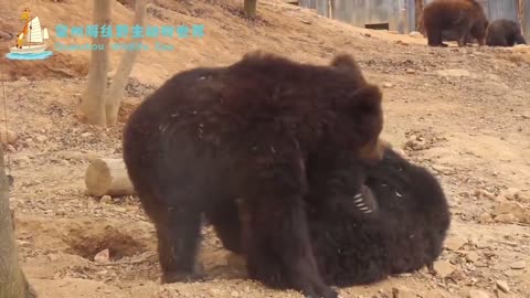 Want to fight a bear