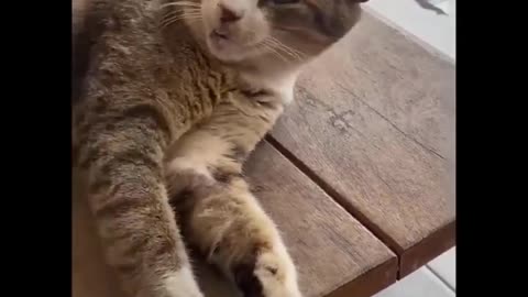 BEST CAT MEMES - FUNNY CAT VIDEOS