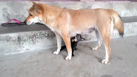 Dog breast feeding cat - Mother Cat