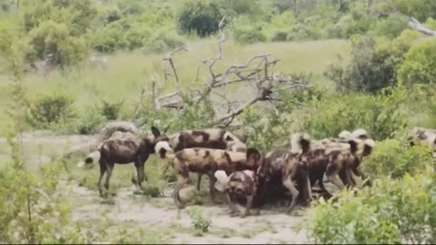 Mother Baboon Sacrificed Herself For Her Young