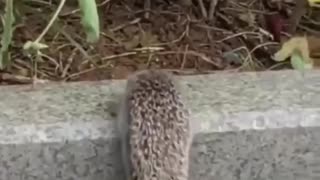 The family of the hedgehog