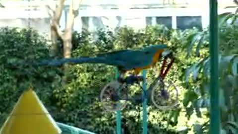 Funny Animals - Parrot stunt riding bicycles on a wire in the air