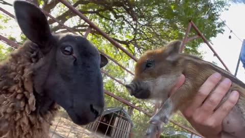 Capybara vs Piglet (Quandale Dingle Dies)