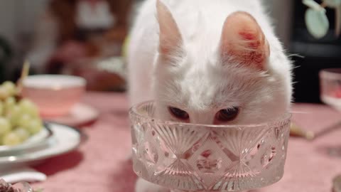 A Cat Licking The Crystal Glass On Top Of The Table