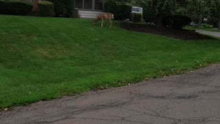 Buck with his fawn