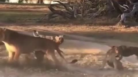 Tiger Fall Plain being bullied by dogs Africa # Wild animal Amazing mom