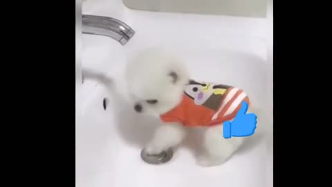 Funny Animals Tik Tok Videos | Cute Pomeranian TikTok Video #6 😍😍