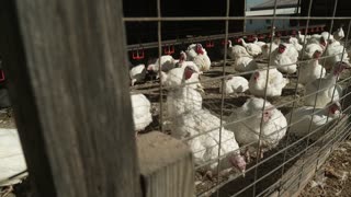 Rising bird flu cases are cause for concern, health officials say