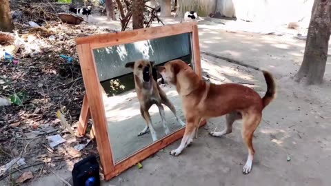 Angry dog vs mirror fight