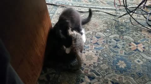 2 Minutes of Adorable Kittens Wrestling and Playing with Each other to Brighten Your Day
