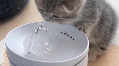 "Splashy Shenanigans: A Playful Cat's Water Adventure"