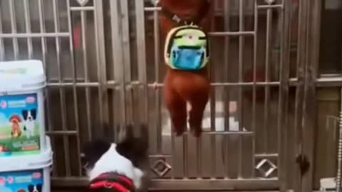 Funny animals videos 😁😁