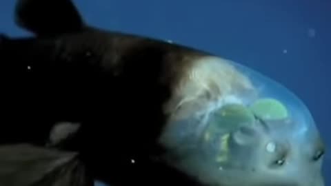Barreleye Fish: Rare Sea Animal #status #video #shorts