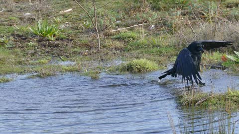 Washing Black Bird in river