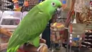 JUST A PARROT SINGING THE CARPENTER’S CLOSE TO YOU