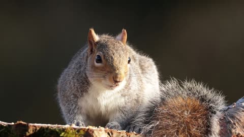 adorable squirrel !