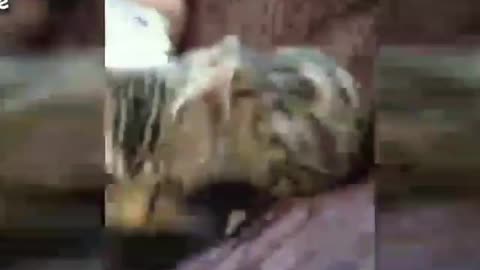 Cat Funny Videos - Cute little cate got stuck