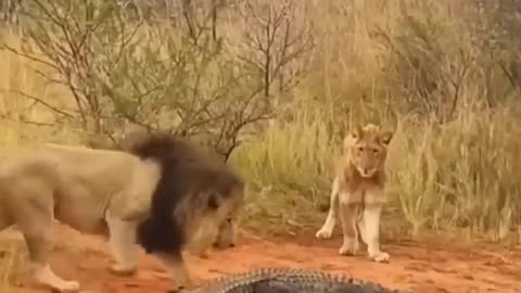 Many lions catch crocodiles #shorts​ 2023 # lion