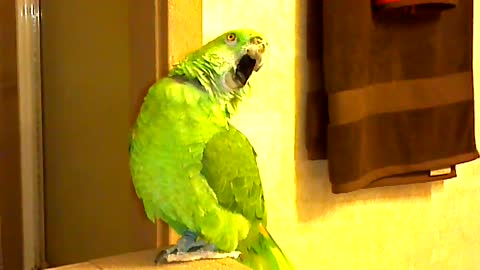 Funny Bird Singing