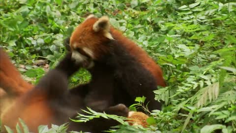 CUTE RED PANDA CREATURE ADVENTURE | The Real-Life Wild Kratts