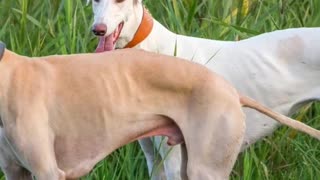 How Greyhound Are Incredibility Fast