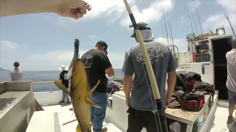 Daily Double Sportfishing Calico Bass fishing using #hookupbaits 2!