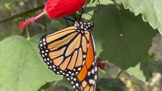 A visit to the butterfly habitat at Srings Preserve in Las Vegas.