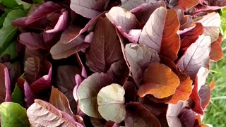 Red amaranth or Red Leafy Vegetables Harvest