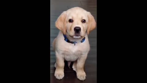 Puppy Learning and Performing Training Commands | Dog Showing All Training Skills