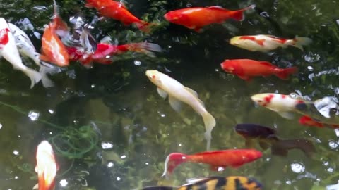 koi and goldfish pond 190805 - 2