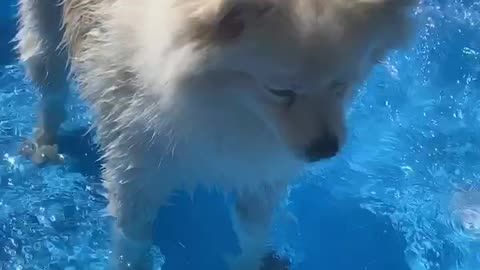 Pup Fills Up His Pool