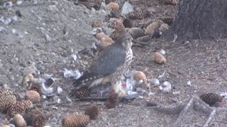 Young Hawk Eats Adult Pigeon