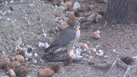 Young Hawk Eats Adult Pigeon