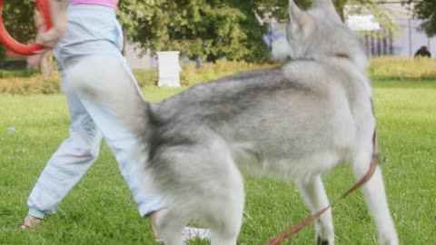 Dog Playing