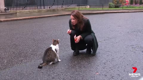 London's most popular resident; Larry the Cat laps up the spotlight at 10 Downing Street _ 7NEWS