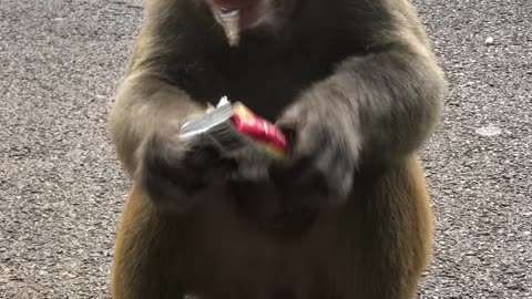 Monkey clean the food before eating 😱