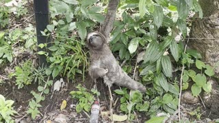 Moving a Three-Toed Sloth to Safety