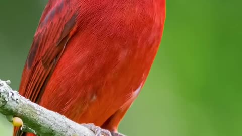 Beautiful Birds Chirping Nature Sounds #shorts #nature #bird #relaxation #stressrelief #chirping