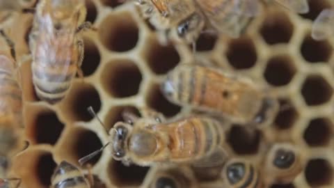 Bees collect honey from flowers from far away