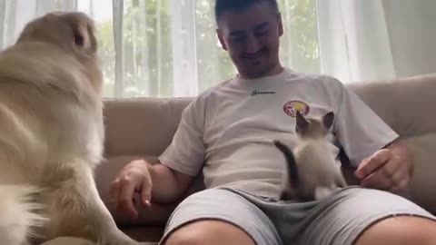The first attempts to make friends a Dog and a Kitten