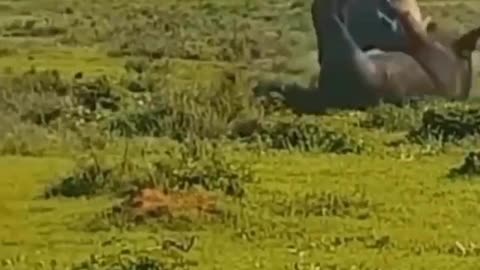 white rhino flips over cape buffalo