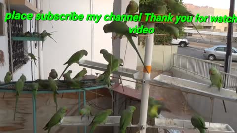 Green parrot video by zfkkhan