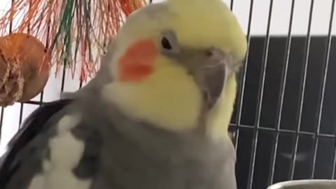 Talking Cockatiel Parrot Says Alexa