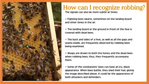 Are Robbing Bees Stealing Your Honey?