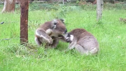 Koala fight