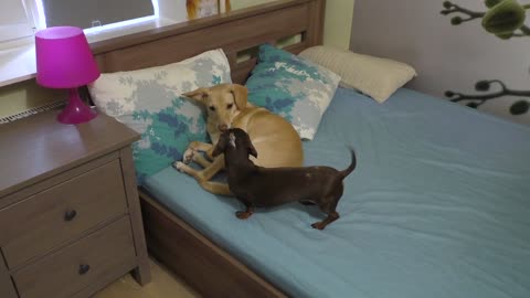 Perra se niega a compartir la cama con un dachshund